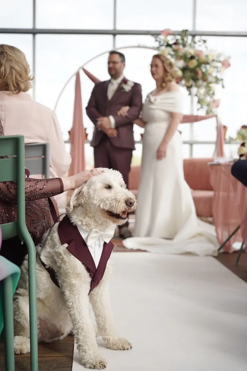 Cane bianco con pettorina smoking bordeaux e papillon bianco seduto durante una cerimonia di matrimonio, con gli sposi sullo sfondo.
