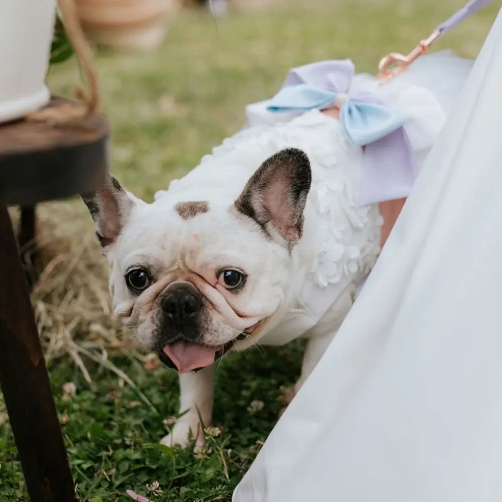 Bulldog francese mentre indossa abito da matrimonio decorato con fiori ricamato e fiocco pastello al matrimonio