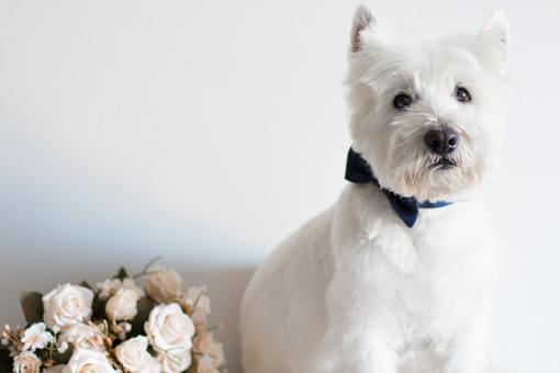 Ten rules for bringing your dog to the wedding