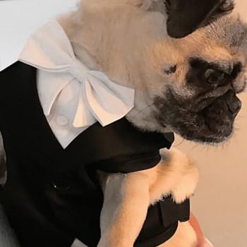 pug_blacktuxedo.jpg