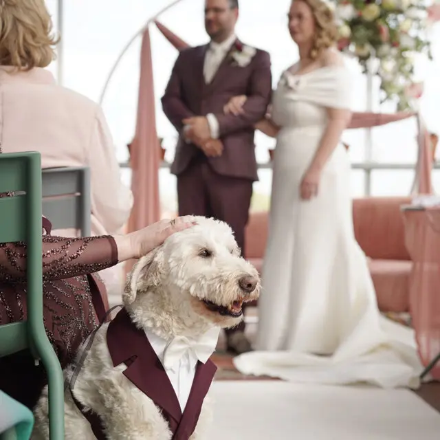 Arnés esmoquin burdeos para perro llevado durante la ceremonia, con los novios al fondo