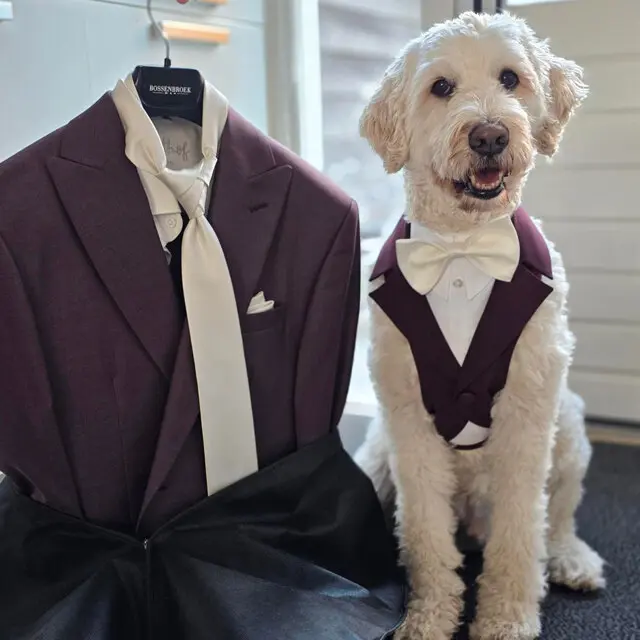 Chien portant un harnais smoking bordeaux à côté d’un costume de marié bordeaux assorti