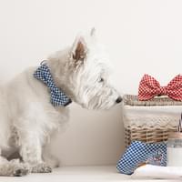 A pic-nic with your puppy?