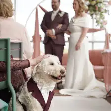Arnés esmoquin burdeos para perro llevado durante la ceremonia, con los novios al fondo
