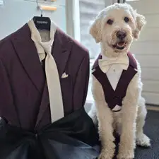 Chien portant un harnais smoking bordeaux à côté d’un costume de marié bordeaux assorti