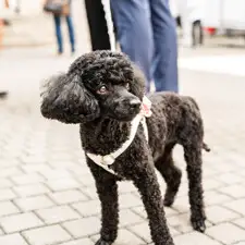 Un caniche noir portant un harnais rose orné de roses lors du mariage.